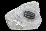 Detailed Gerastos Trilobite Fossil - Morocco #134089-1